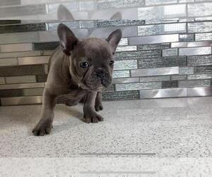 French Bulldog Puppy for sale in BROOKLYN, NY, USA