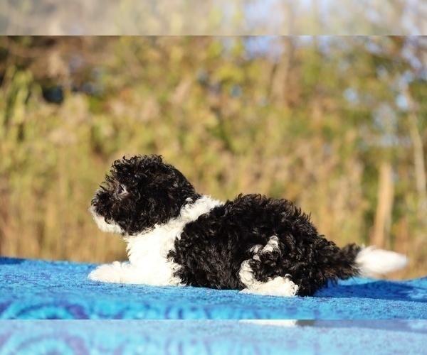 Medium Photo #4 Goldendoodle (Miniature) Puppy For Sale in DYERSBURG, TN, USA