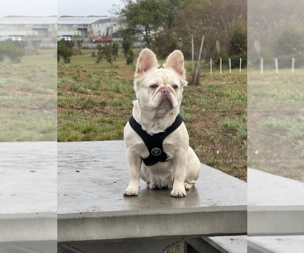 Medium Photo #1 French Bulldog Puppy For Sale in POMONA, CA, USA