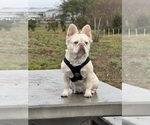 Small Photo #1 French Bulldog Puppy For Sale in POMONA, CA, USA