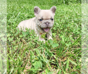 French Bulldog Puppy for sale in GRANDVIEW, MO, USA