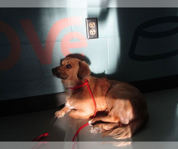 Medium Photo #1 Dachshund-Unknown Mix Puppy For Sale in Temple, TX, USA