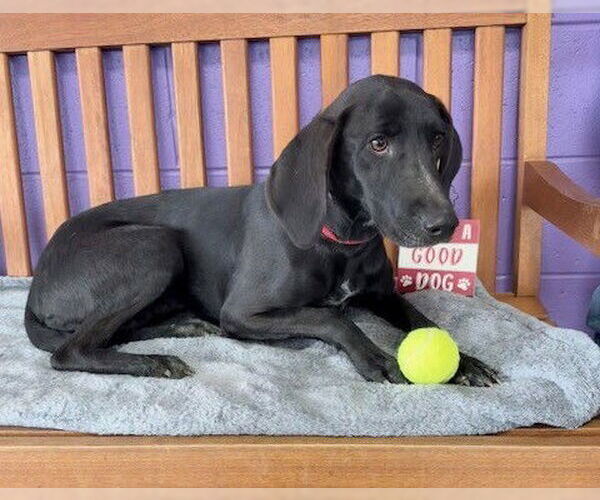 Medium Photo #3 Lab-Pointer Puppy For Sale in Genesee, WI, USA