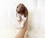 Small #7 Dachshund