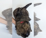 Small #19 Miniature Australian Shepherd-Poodle (Standard) Mix