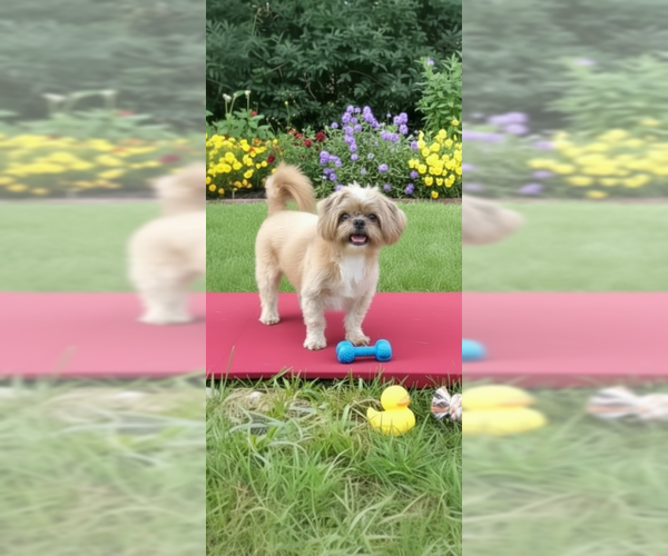 Medium Photo #8 Shih Tzu Puppy For Sale in Weston, FL, USA