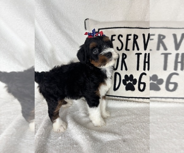 Medium Photo #5 Bernedoodle Puppy For Sale in GREENFIELD, IN, USA