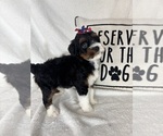Small #4 Bernedoodle