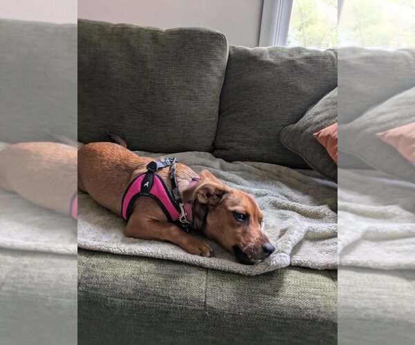 Medium Photo #3 Mutt Puppy For Sale in Mundelein, IL, USA