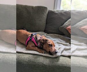 Honeybee - Female Mutt Dog for Adoption - Photo #3
