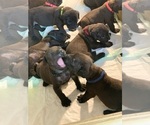 Small Photo #119 Boerboel Puppy For Sale in LAS CRUCES, NM, USA