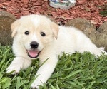 Small #1 Ausky-Great Pyrenees Mix