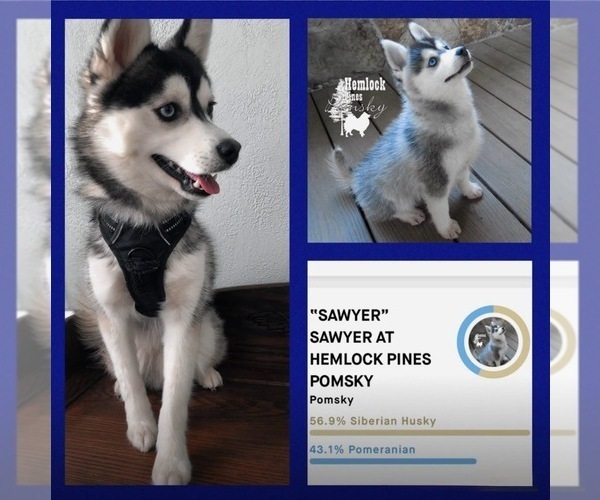 Medium Photo #1 Pomsky Puppy For Sale in VENUS, PA, USA