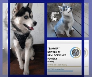 Father of the Pomsky puppies born on 06/27/2026