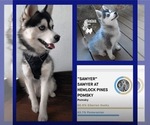 Small Photo #1 Pomsky Puppy For Sale in VENUS, PA, USA