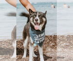 Small Siberian Husky