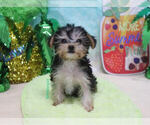 Small Photo #4 Morkie Puppy For Sale in LAS VEGAS, NV, USA