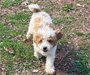 Father of the Goldendoodle puppies born on 03/12/2025