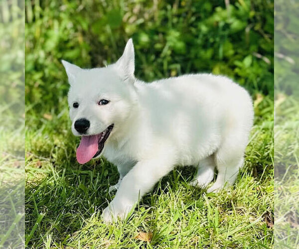 Medium Photo #3 German Shepherd Dog Puppy For Sale in CARDINGTON, OH, USA