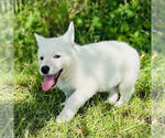 Scout - Female German Shepherd Dog Puppy for Sale - Photo #3