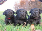 Small Photo #9 Labrador Retriever Puppy For Sale in FORT RECOVERY, OH, USA