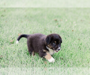 Medium Australian Shepherd