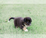 Puppy 6 Australian Shepherd
