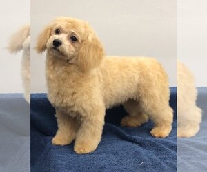 Bichon Frise-Unknown Mix Dogs for adoption in Lincolnwood, IL, USA