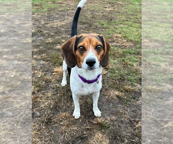 Medium Photo #2 Beagle Puppy For Sale in South Bend, IN, USA