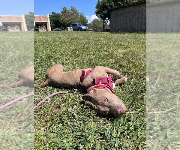 Medium Photo #12 Mutt Puppy For Sale in Candler, NC, USA