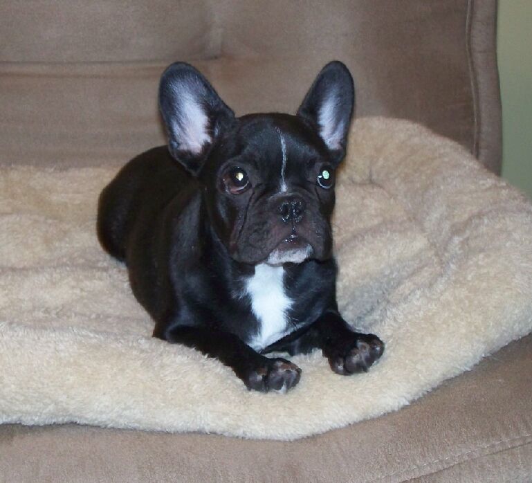 View Ad French Bulldog Puppy for Sale, Virginia