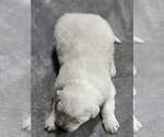 Small Photo #4 Great Pyrenees Puppy For Sale in EDINBURG, VA, USA