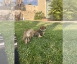Puppy 3 Shiba Inu