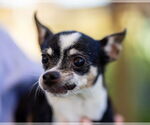 Small #2 Chihuahua