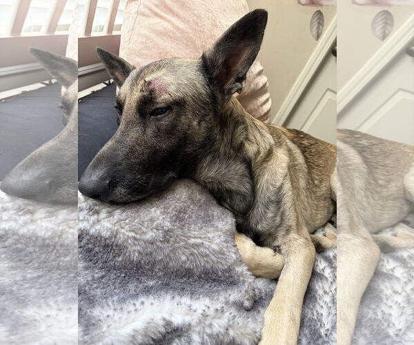 Medium Photo #4 German Shepherd Dog Puppy For Sale in Holly Springs, NC, USA