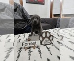Puppy Forrest Labrador Retriever