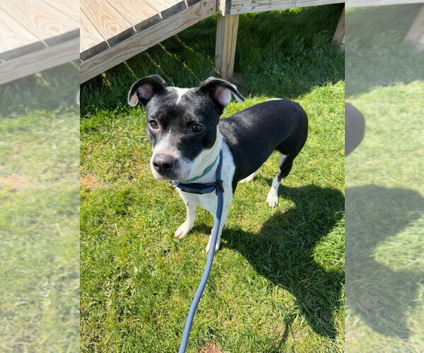 Medium Photo #2 Mutt Puppy For Sale in Pierceton , IN, USA