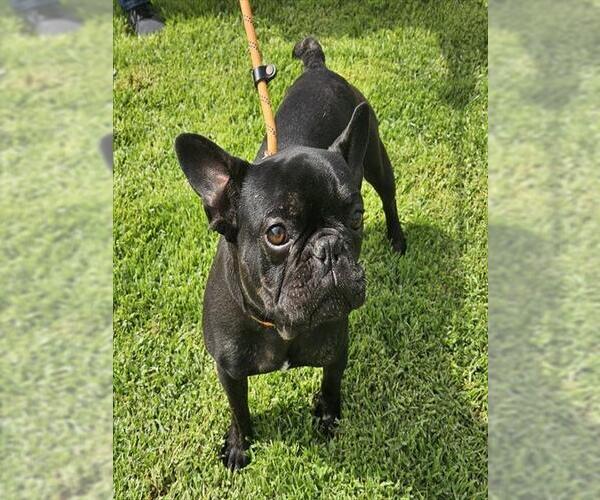 Medium Photo #1 French Bulldog Puppy For Sale in Camarillo, CA, USA