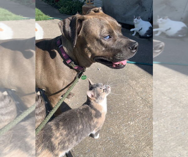 Medium Photo #16 Mountain Cur-Staffordshire Bull Terrier Mix Puppy For Sale in Shermans Dale, PA, USA