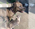 Small #15 Mountain Cur-Staffordshire Bull Terrier Mix