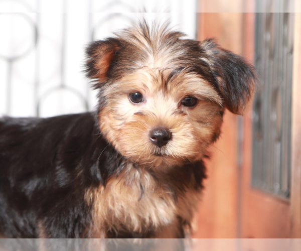 Medium Photo #2 Yorkshire Terrier Puppy For Sale in NAPLES, FL, USA