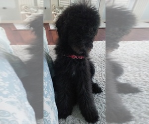 Poodle (Standard) Puppy for sale in LEXINGTON, KY, USA