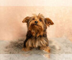 Small Photo #10 Yorkshire Terrier Puppy For Sale in NAPPANEE, IN, USA