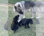 Small #5 German Shepherd Dog