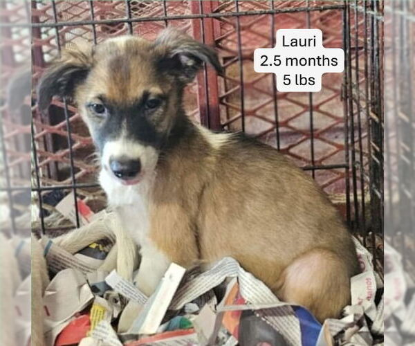Medium Photo #1 Mutt Puppy For Sale in Virginia Beach, VA, USA