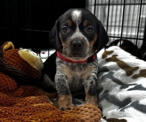 Beagle Puppy for sale in FORT LAUDERDALE, FL, USA