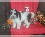 Small #3 Bernedoodle-Poodle (Toy) Mix