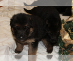 Small Photo #15 German Shepherd Dog Puppy For Sale in TACOMA, WA, USA