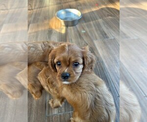 Cavalier King Charles Spaniel Puppy for sale in SAN LEANNA, TX, USA