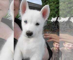 Alaskan Malamute-German Shepherd Dog Mix Dog for Adoption in SANTA ROSA, California USA